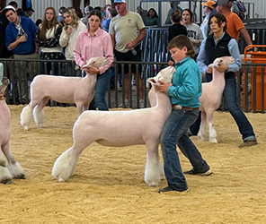 Breed Champion Dorset Ewe
2025 Jones’ Spooktacular Jackpot (OK)